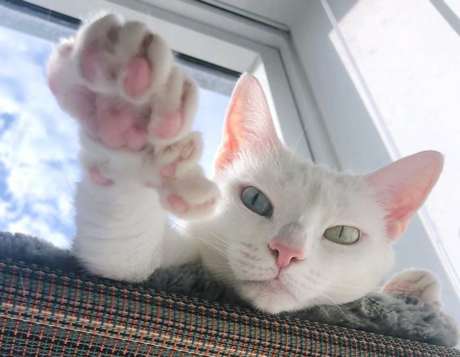 The Fascinating World of Polydactyl Cats